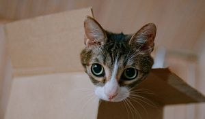 Preview wallpaper cat, cute, funny, box