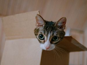 Preview wallpaper cat, cute, funny, box