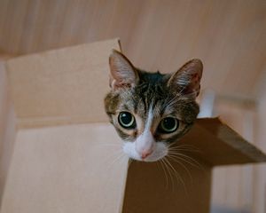 Preview wallpaper cat, cute, funny, box