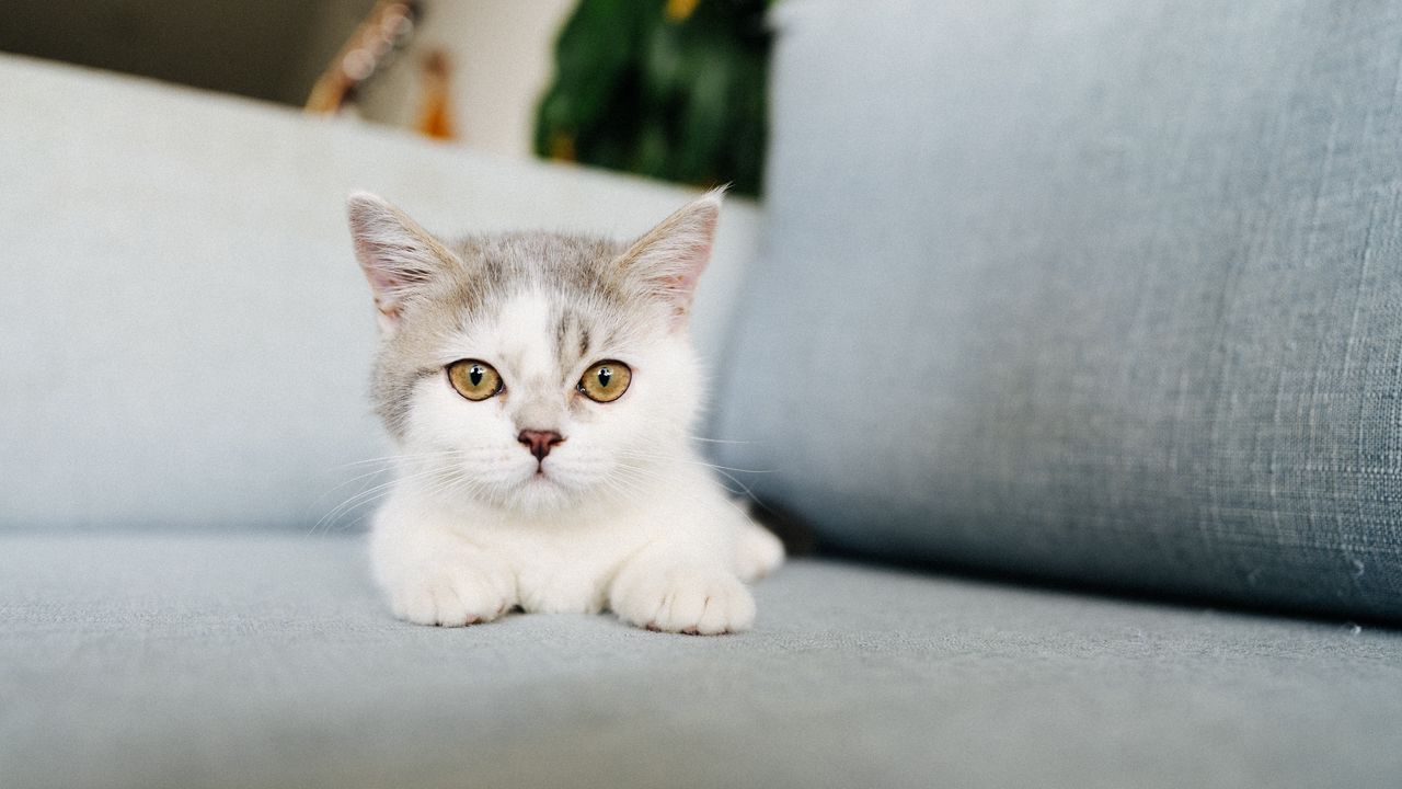 Wallpaper cat, cute, glance, fluffy