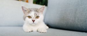Preview wallpaper cat, cute, glance, fluffy