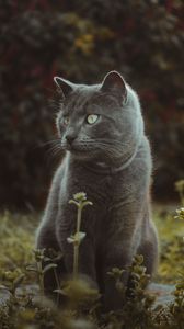 Preview wallpaper cat, cute, grass