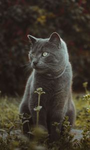 Preview wallpaper cat, cute, grass