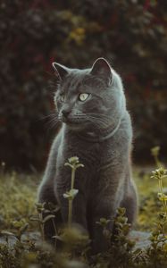 Preview wallpaper cat, cute, grass