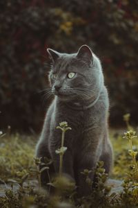 Preview wallpaper cat, cute, grass