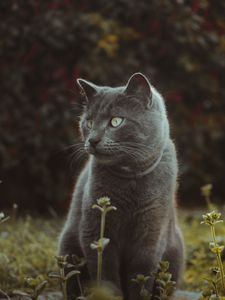 Preview wallpaper cat, cute, grass