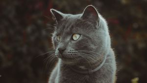 Preview wallpaper cat, cute, grass