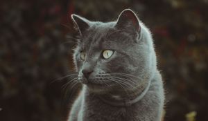 Preview wallpaper cat, cute, grass