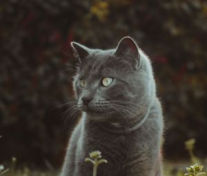 Preview wallpaper cat, cute, grass