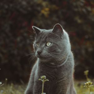 Preview wallpaper cat, cute, grass