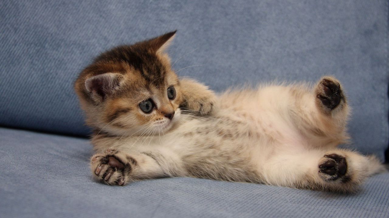 Wallpaper cat, cute, lie