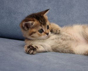 Preview wallpaper cat, cute, lie
