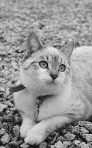 Preview wallpaper cat, cute, lying, bw