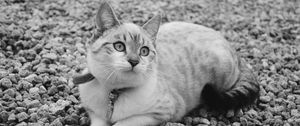 Preview wallpaper cat, cute, lying, bw