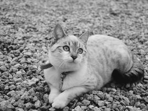 Preview wallpaper cat, cute, lying, bw