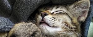 Preview wallpaper cat, cute, pet, funny
