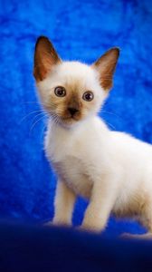 Preview wallpaper cat, cute, siamese, baby