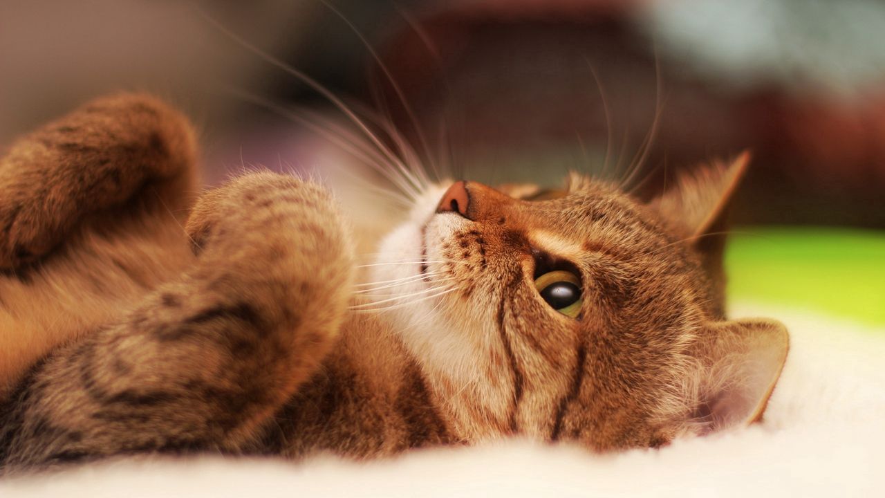 Wallpaper cat, cute, striped, lie down, legs
