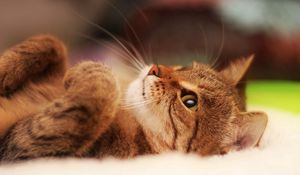 Preview wallpaper cat, cute, striped, lie down, legs