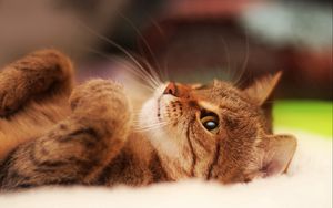 Preview wallpaper cat, cute, striped, lie down, legs