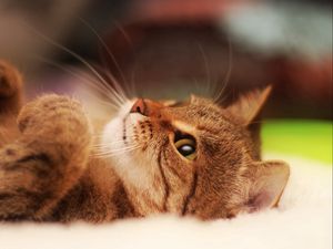 Preview wallpaper cat, cute, striped, lie down, legs