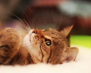 Preview wallpaper cat, cute, striped, lie down, legs