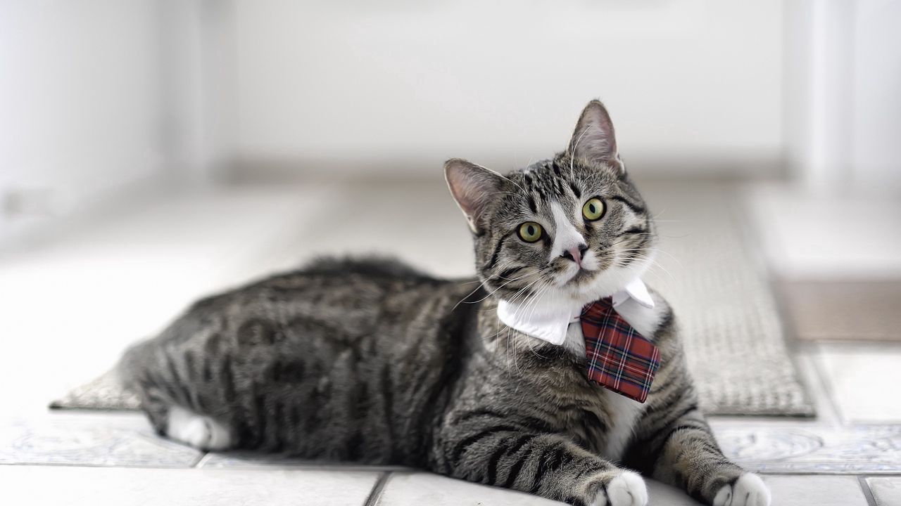 Wallpaper cat, cute, tie, striped