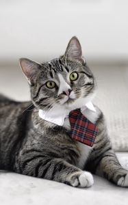 Preview wallpaper cat, cute, tie, striped