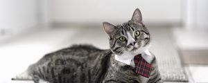 Preview wallpaper cat, cute, tie, striped