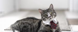 Preview wallpaper cat, cute, tie, striped