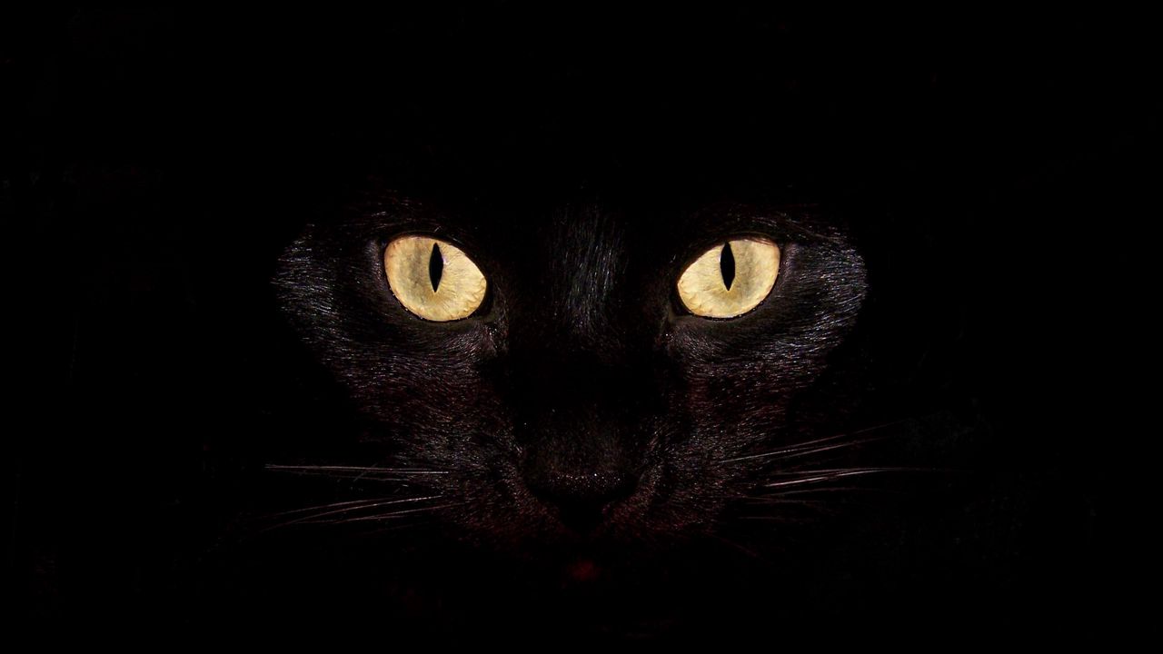 Wallpaper cat, dark, eyes, bright, surprisingly