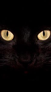 Preview wallpaper cat, dark, eyes, bright, surprisingly
