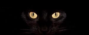 Preview wallpaper cat, dark, eyes, bright, surprisingly