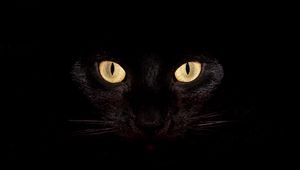 Preview wallpaper cat, dark, eyes, bright, surprisingly