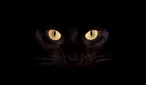 Preview wallpaper cat, dark, eyes, bright, surprisingly