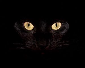 Preview wallpaper cat, dark, eyes, bright, surprisingly