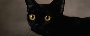 Preview wallpaper cat, dark, eyes, face