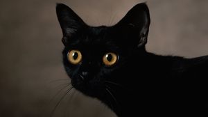 Preview wallpaper cat, dark, eyes, face