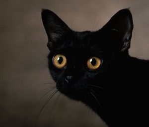 Preview wallpaper cat, dark, eyes, face