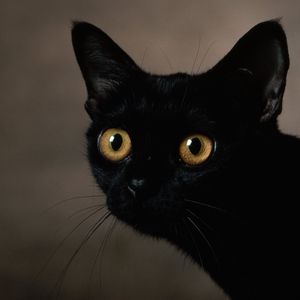 Preview wallpaper cat, dark, eyes, face