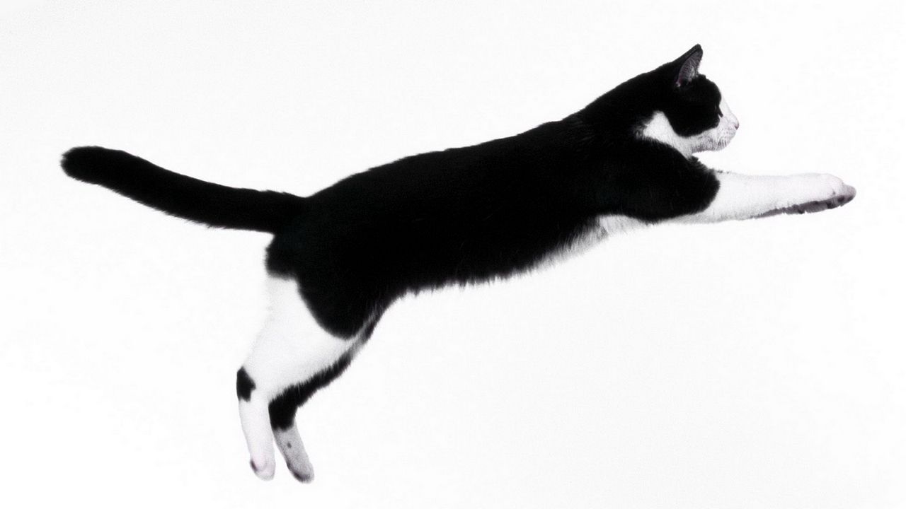 Wallpaper cat, dark, jump, improvisation
