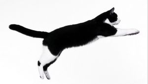 Preview wallpaper cat, dark, jump, improvisation