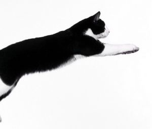 Preview wallpaper cat, dark, jump, improvisation