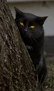 Preview wallpaper cat, dark, wood, hide, bark, grass