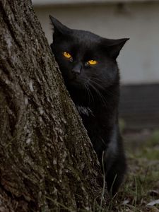 Preview wallpaper cat, dark, wood, hide, bark, grass