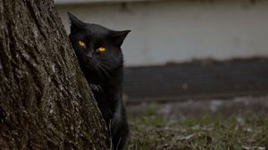 Preview wallpaper cat, dark, wood, hide, bark, grass