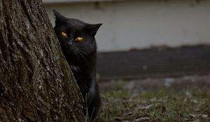 Preview wallpaper cat, dark, wood, hide, bark, grass