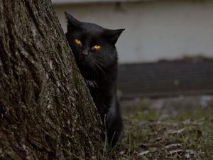 Preview wallpaper cat, dark, wood, hide, bark, grass