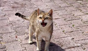 Preview wallpaper cat, discontent, indignation
