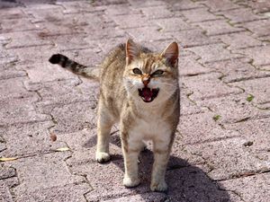 Preview wallpaper cat, discontent, indignation